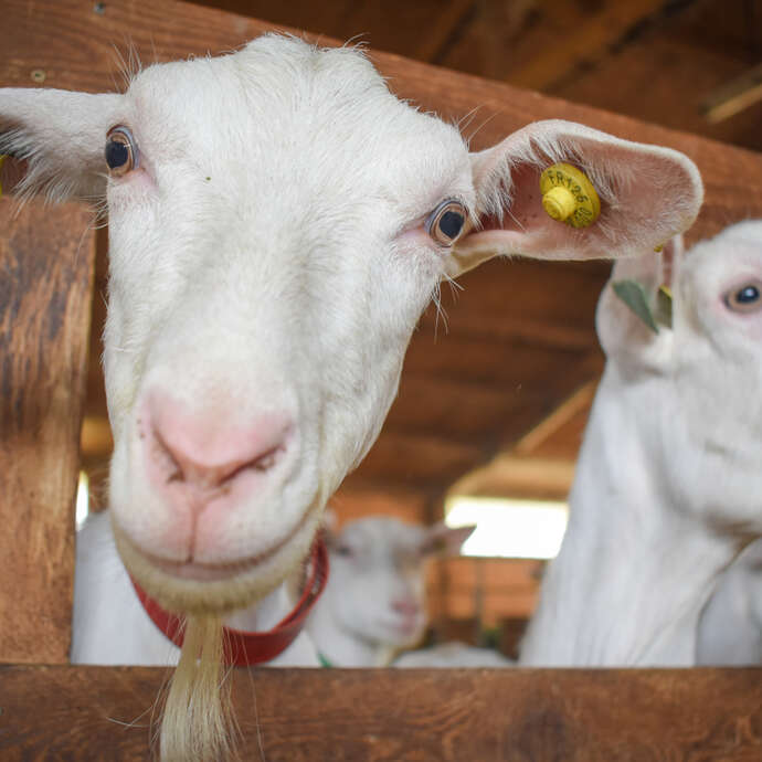 Rencontre à la ferme du Bois Noir