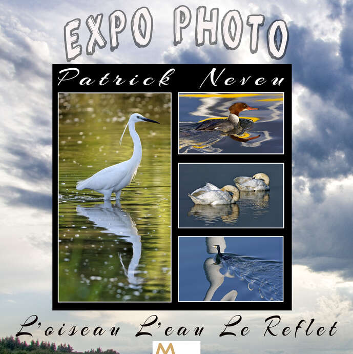 Exposition de photos " L'oiseau, l'eau, le reflet"