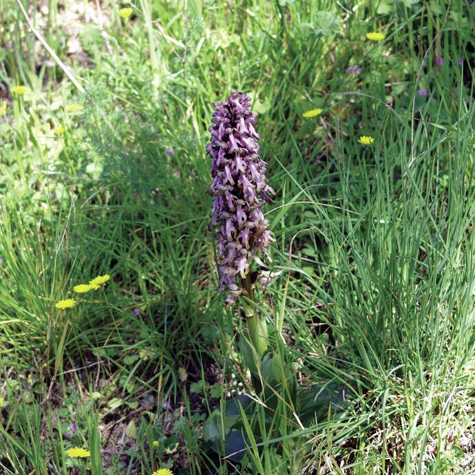 Balade découverte des plantes sauvages à la Font de Mai