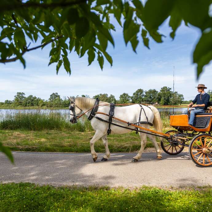 Les étangs de la Dombes, le temps d'une visite en calèche