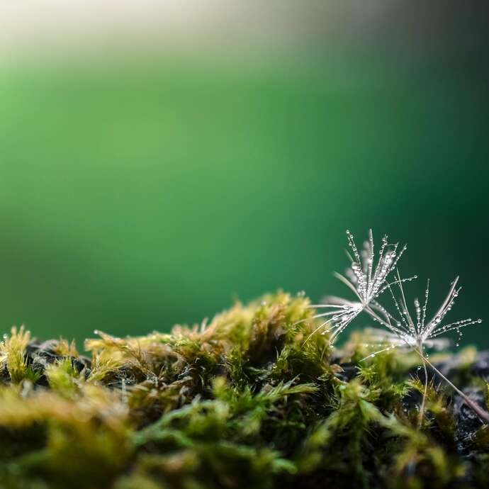 Graines : une exposition qui fait pousser la curiosité