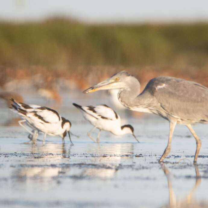 "Les oiseaux de la baie d'Yves"