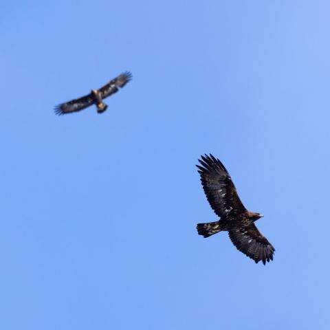 Balade découverte des rapaces