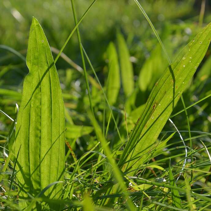 Les plantes compagnes du randonneur : Découverte et dégustation