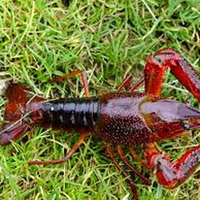 Pêche ancestrale des écrevisses