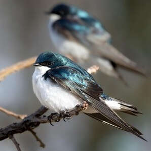 Mois de oiseaux,