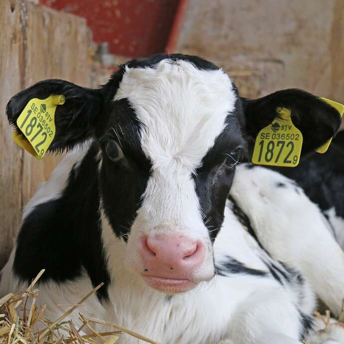 Visite guidée Petit fermier d'un jour à la ferme de Monnichard
