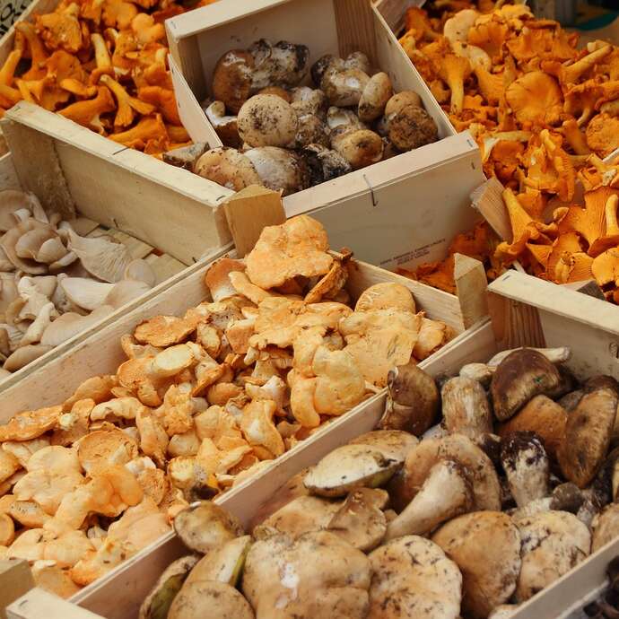 Cueillette et détermination des champignons