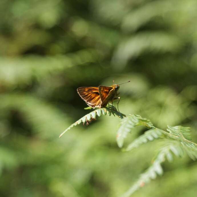 Fête de la nature au Château d'Essalois