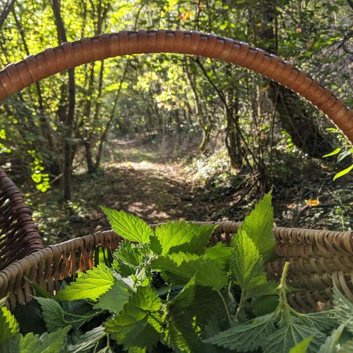 Balade découverte Plantes Sauvages