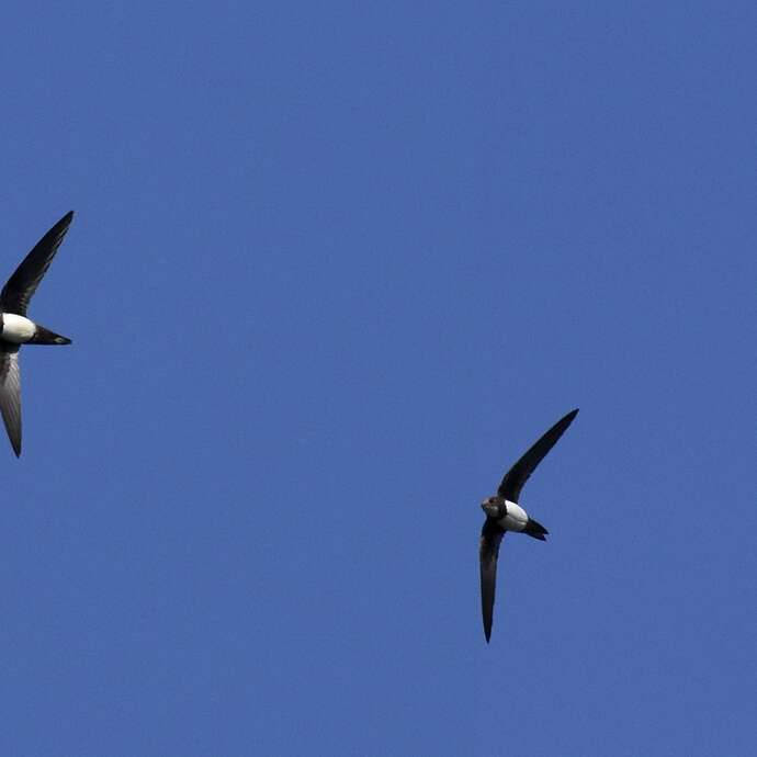 Visite guidée  - Tarentaize, des Martinets sur les facades