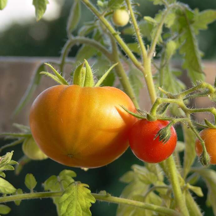 Fête du jardin partagé - MJC du Pays d'Astrée