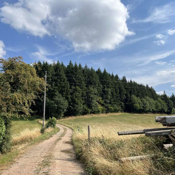 28éme Marche des Sapins