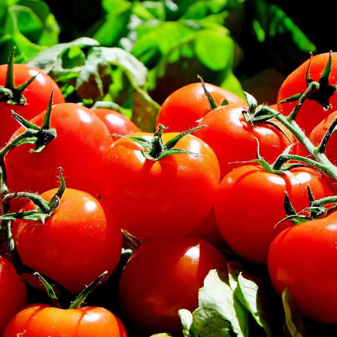 Marché de producteurs bio