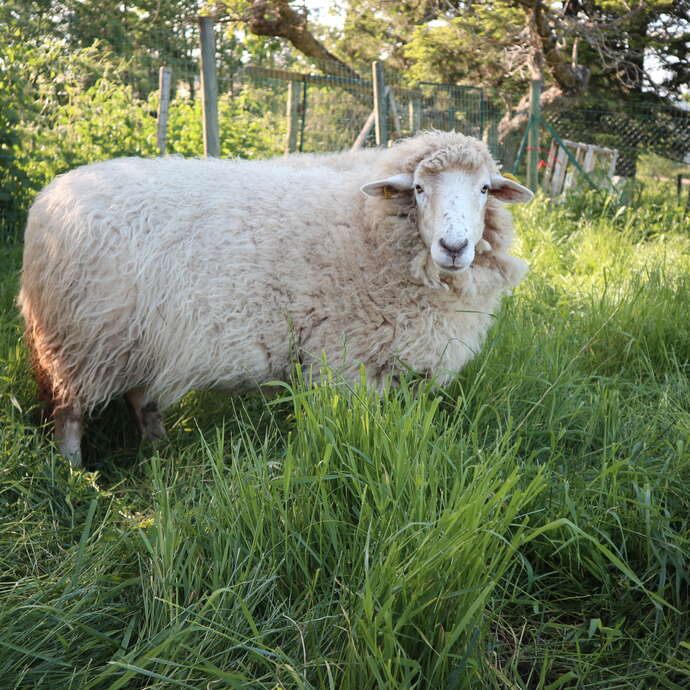 Viens visiter la ferme de Grandris