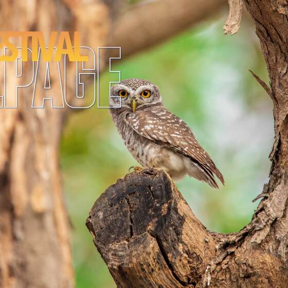 Festival de l'Alpage : A la découverte de la faune crépusculaire