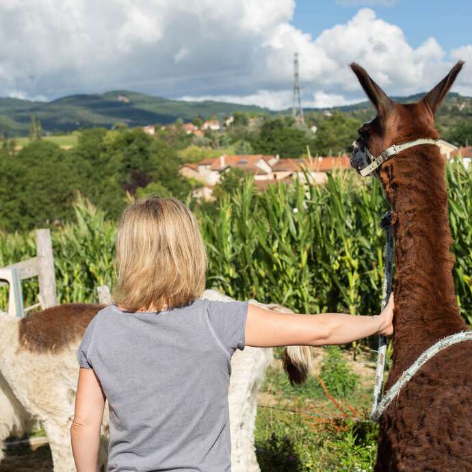 Ferme d'élevage de lamas - Les gentilles canailles