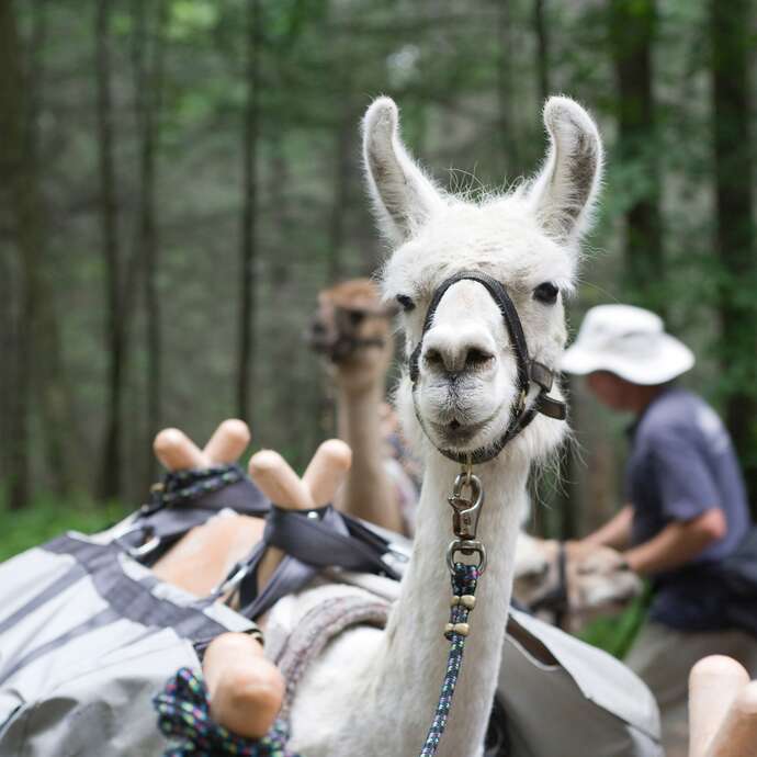 Itinérance sur le chemin de Compostelle avec des lamas de bât
