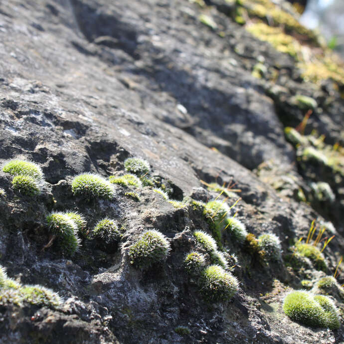 Les charbonnières de la Sainte-Baume - Journée