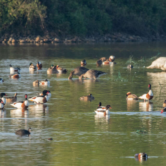 Dombes, terre d'oiseaux : Observons les oiseaux de l'étang du Grand Birieux