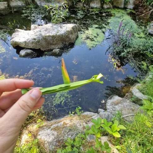 Les Ateliers des Babets : Au fil de l'eau