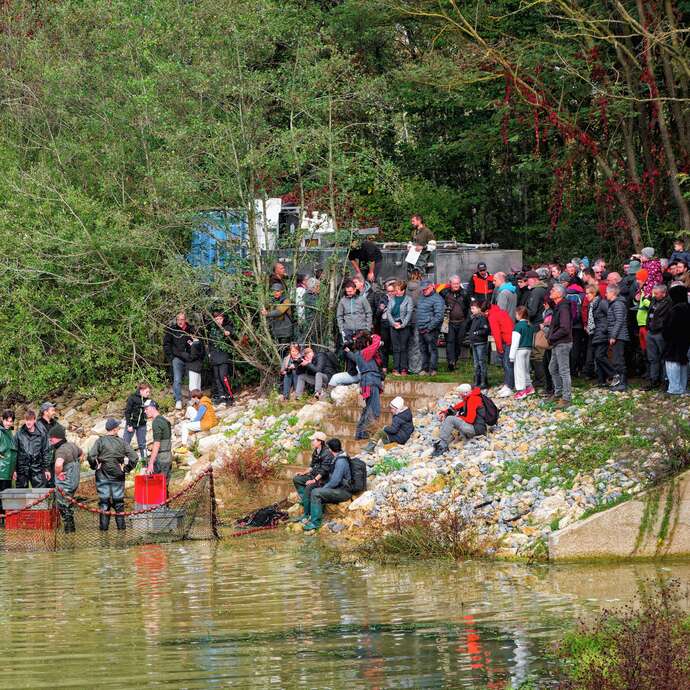 Dombes Fish Discovery Days