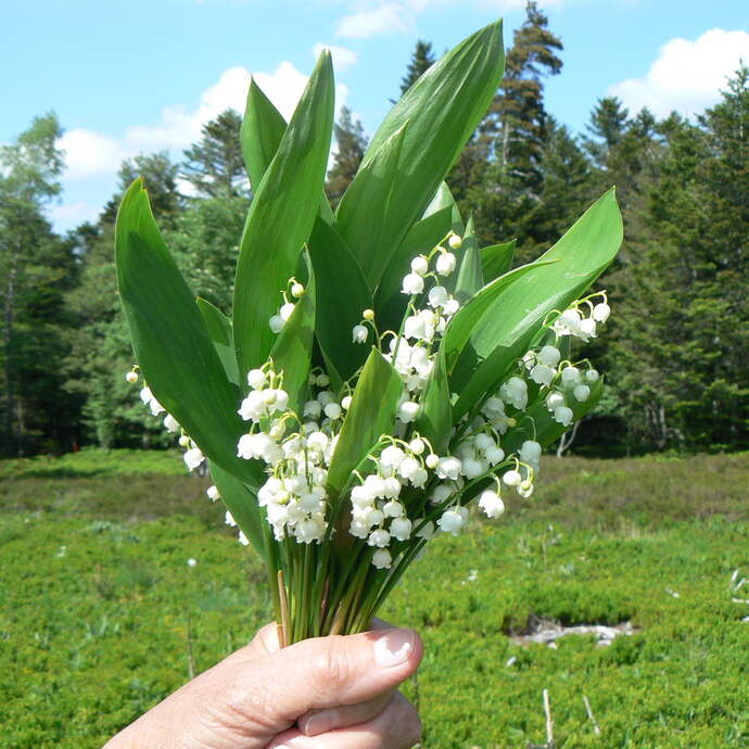 Ouverture de la saison 2026