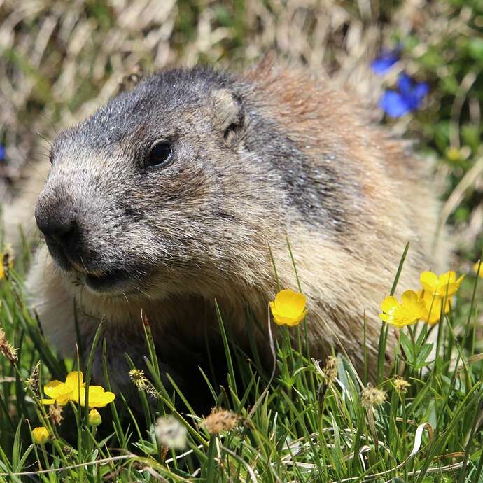 Marmot Park "Chez Gaby 1670"