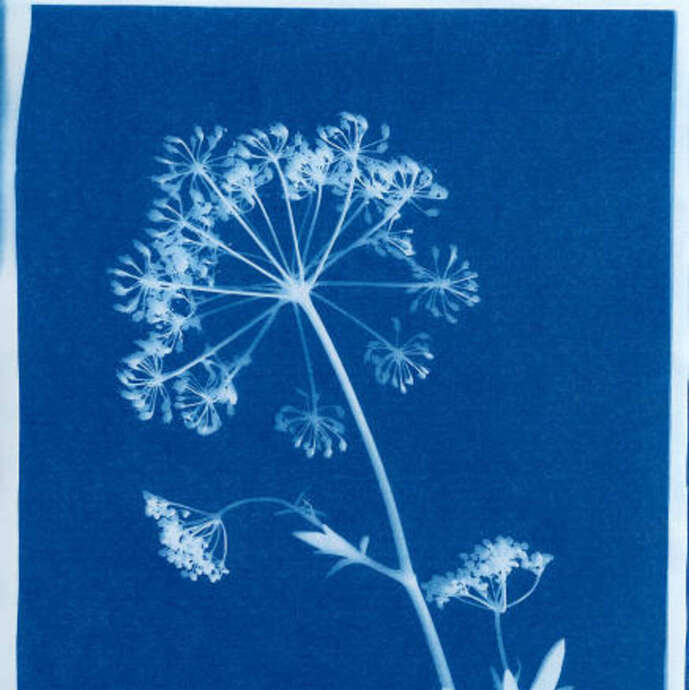 Printemps en fête - Atelier Cyanotype