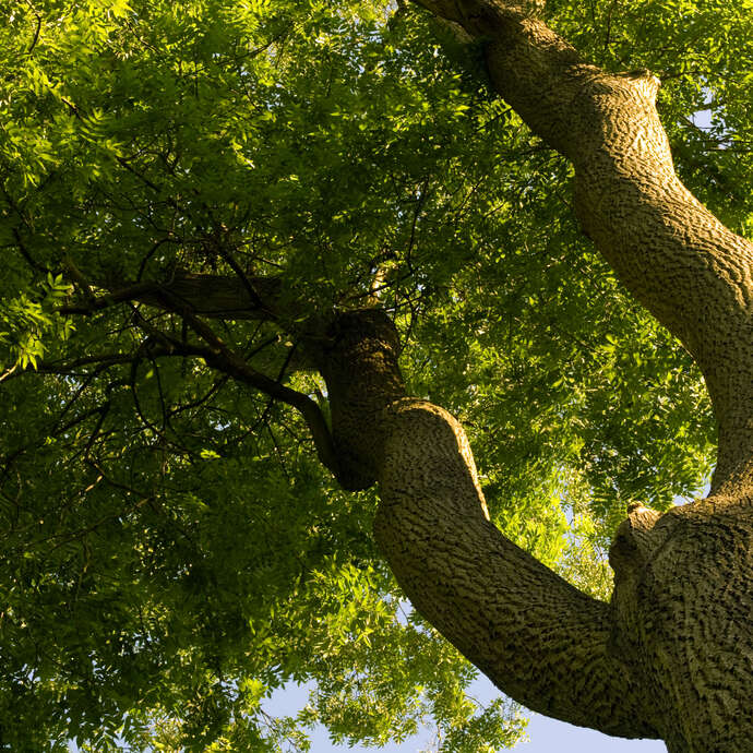 Journée de sylvothérapie – À la rencontre du Frêne