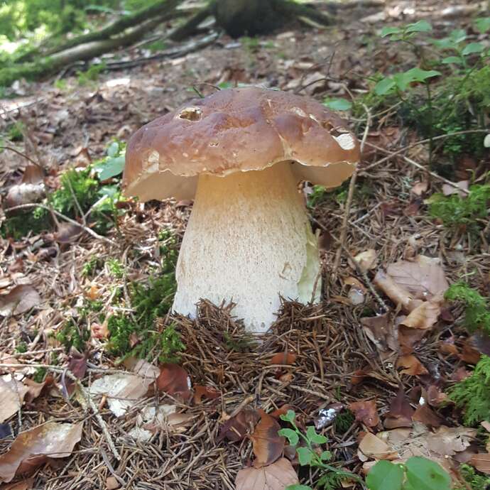 Semaine gourmande : balade-découverte en sous bois