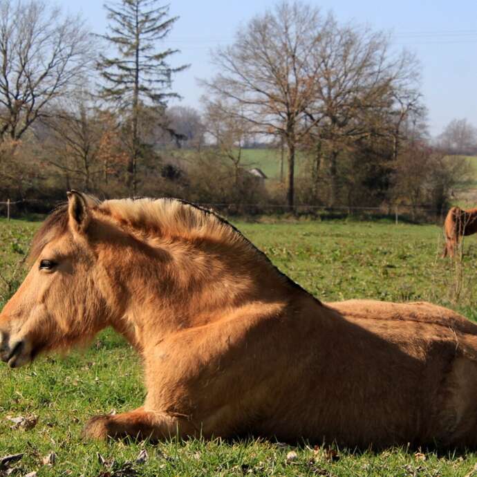 Balades à Poney - Domaine Equestre de la Goitière