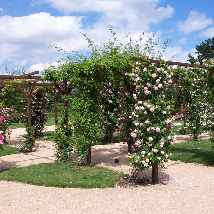La Roseraie de Saint-Galmier