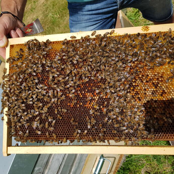 Miellerie La Grange aux abeilles