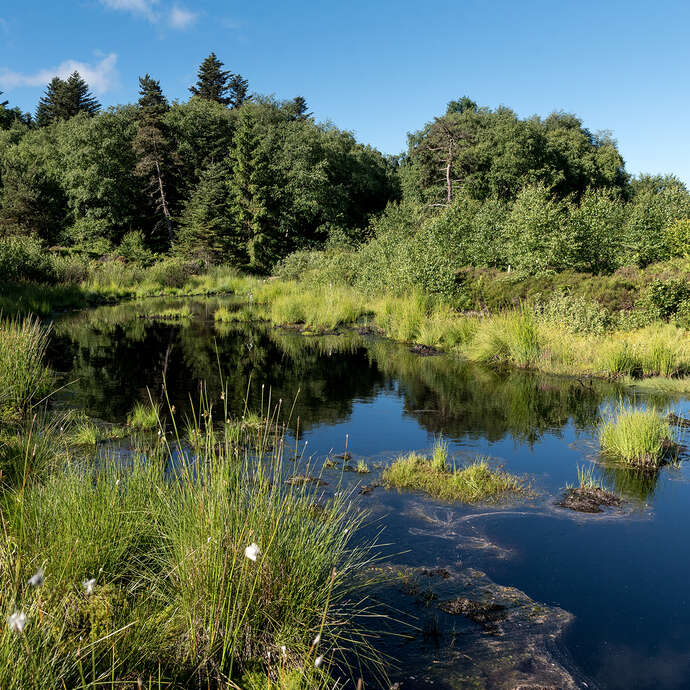 Tourbière de Font blanche