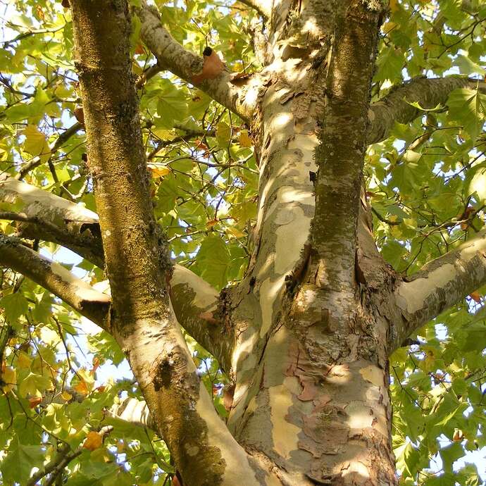 Les mystères de la nature