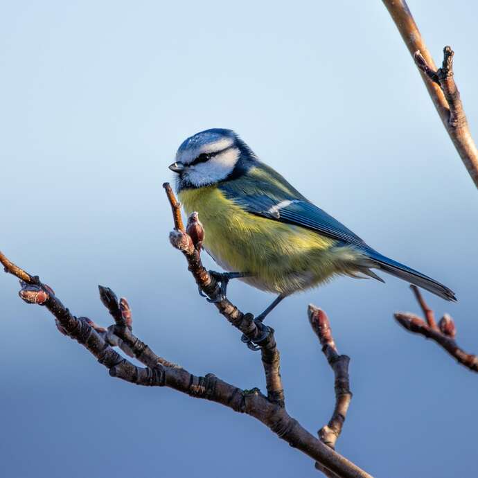 Petit oiseau, comment t'appelles tu ?
