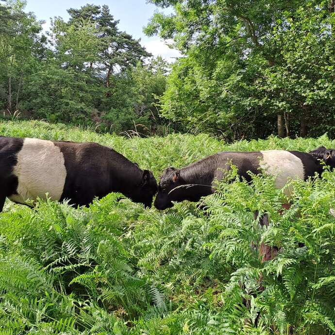 Vente de viande de bœuf de race Galloway