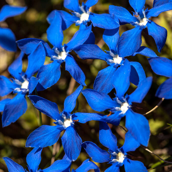 Botanical and zen wellness walk