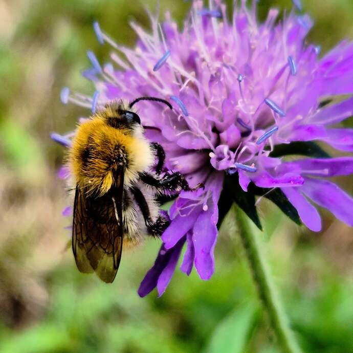 À la découverte des insectes pollinisateurs À la découverte des insectes pollinisateurs