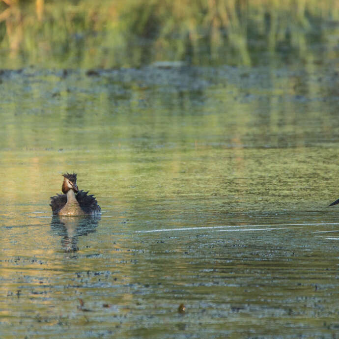Vol en Dombes  : Observons les oiseaux de l'étang Prêle