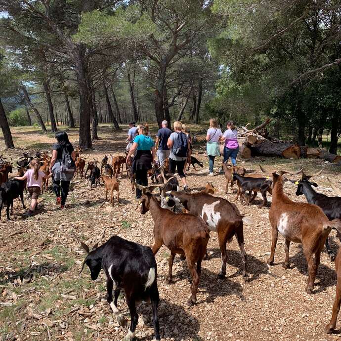 Au rythme des chèvres - 1/2 journée
