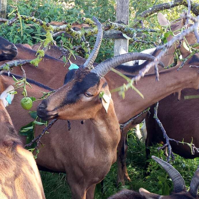 Les Chêvres de la Forest