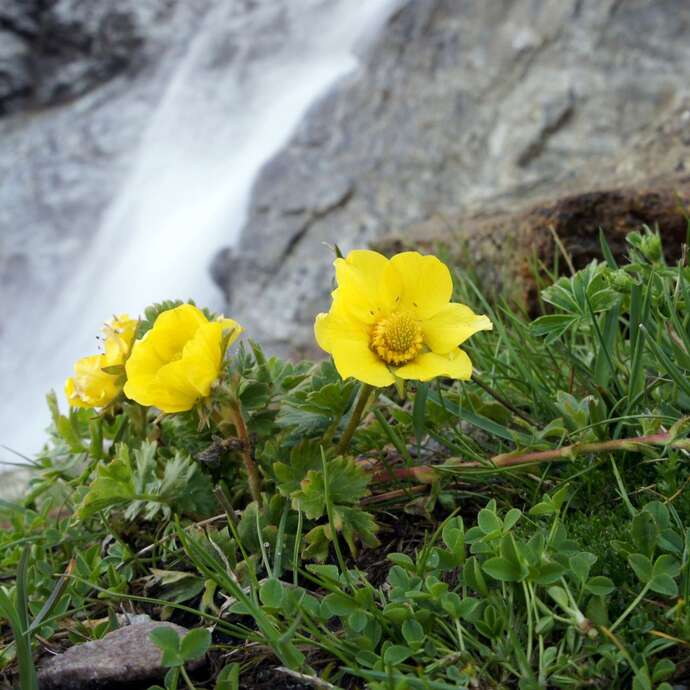 Rdv avec un garde-moniteur au refuge de Chabournéou