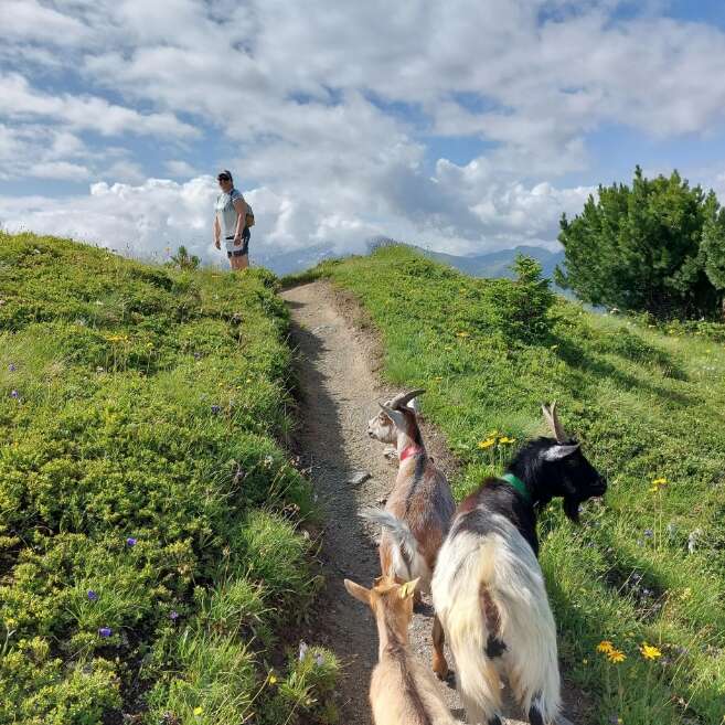 Balade avec les chèvres aux gouilles d'Essertze