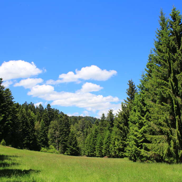 Arboretum et forêt des Grands Murcins