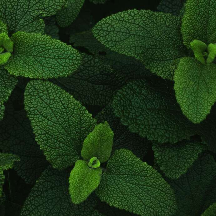 Les Mardis Plantes & Santé - Les Échappées Estivales