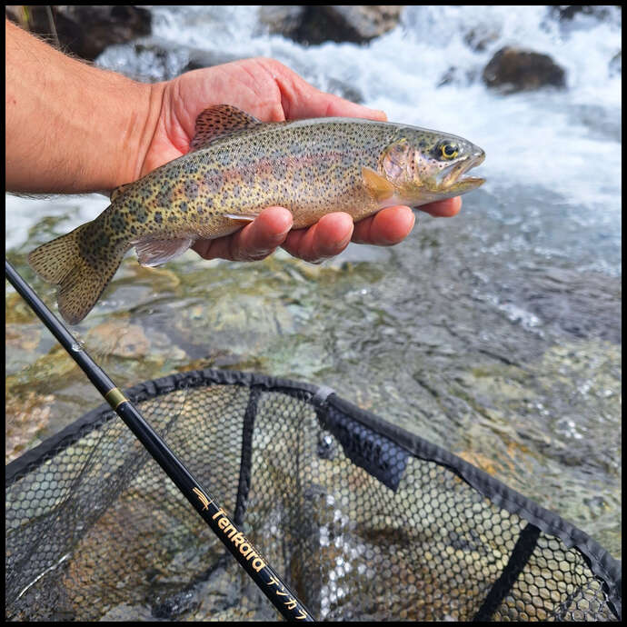 Pêche au tenkara