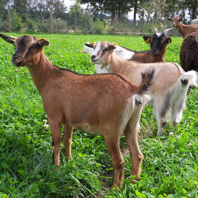 Mini-ferme de Saint Galmier