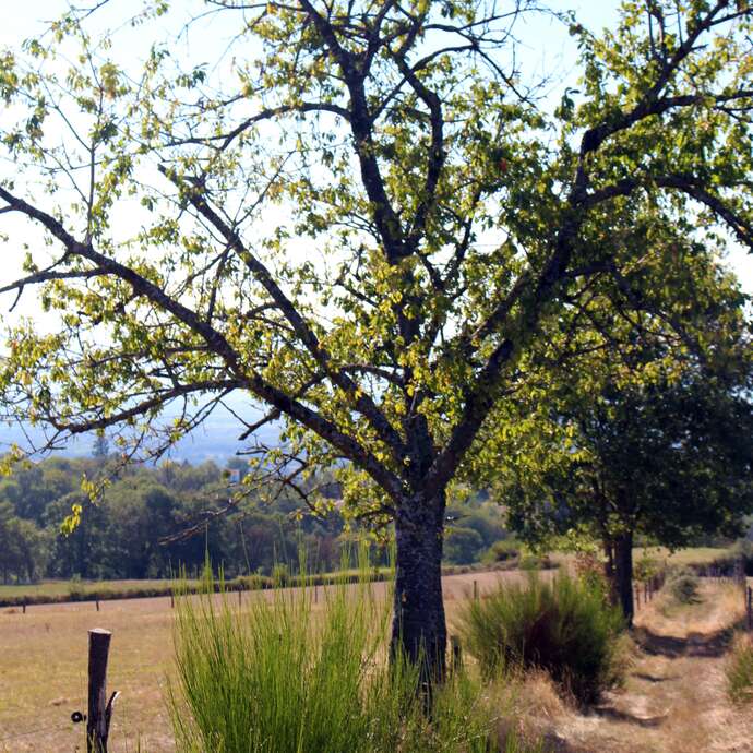Sentier La coursière